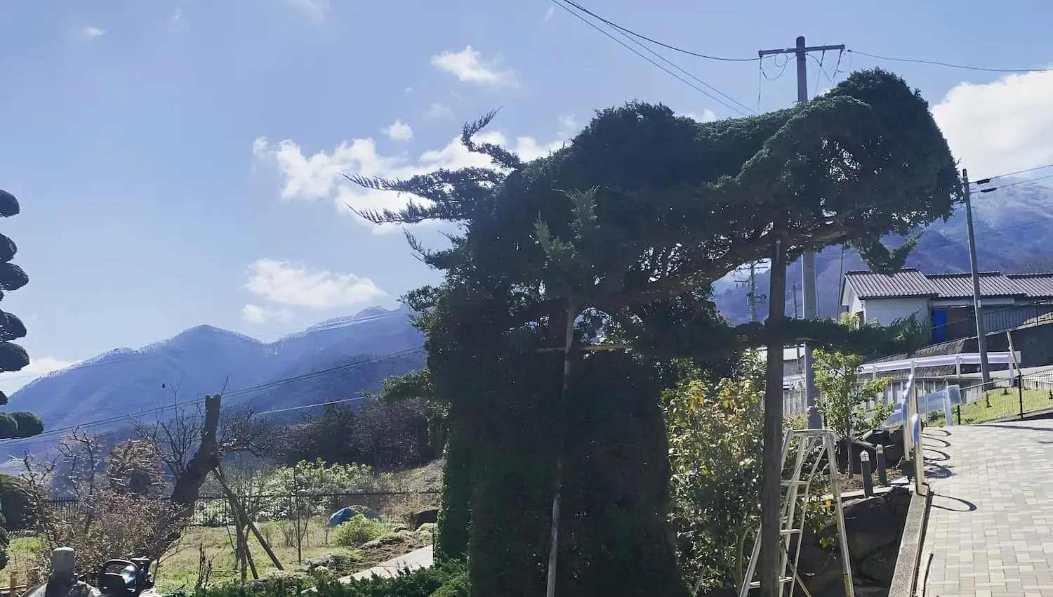 庭の風景4